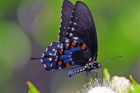 pipevine swallowtail butterfly commonly called  blue swallowtail