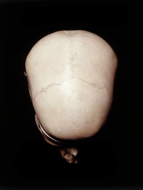 female human skull photograph  dorling kindersleyuig fine art america