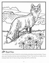 Coloring Fox Pages Red Color Animals Animal Family Book Kids Choose Board Books Cute Drawing sketch template