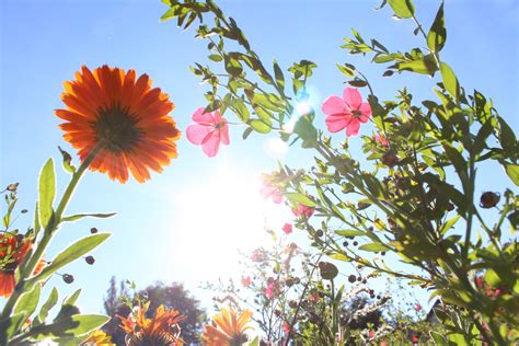 gratis afbeeldingen natuur tak bloesem fabriek zon zonlicht bloem zomer de lente