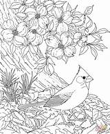 Cardinal Dogwood Bird Coloring Flower Pages Carolina Printable North Red Blossom State Birds Cardinals Flowers Drawing Cherry Tree Adult Color sketch template