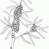 Coloring Buckthorn Sea Viburnum Bush Berries Handicraft sketch template