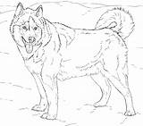 Husky Siberiano Colorear sketch template