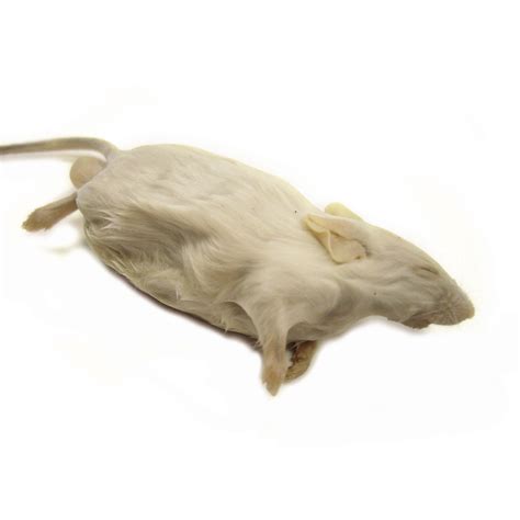 mouse mus musculus jem embalmed ba philip harris