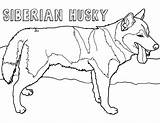 Husky sketch template