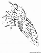 Cicada Bestcoloringpages Printable sketch template