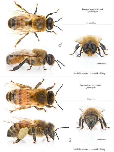 honey bee anatomy     great pic   enjoy    bees bee