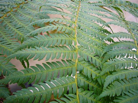 australian tree fern plant care growing guide