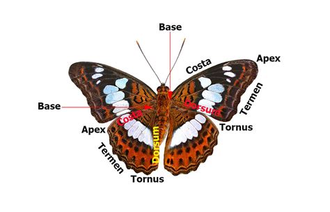 butterflies  singapore butterfly anatomy