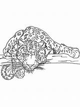 Leopard sketch template