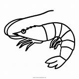 Shrimp Caridea Udang Ikan sketch template