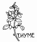 Herb Thyme sketch template