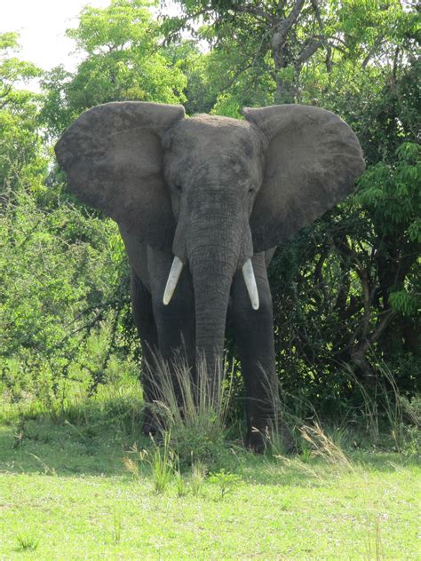 File African Bush Elephant In Murchison Falls National Park 