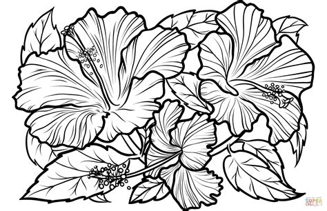 hibiscus coloring page  printable coloring pages  xxx hot girl