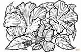 Coloring Hibiscus Pages Printable sketch template