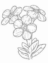 Forget Drawing Flower Coloring Book Paintingvalley Collection Getdrawings sketch template