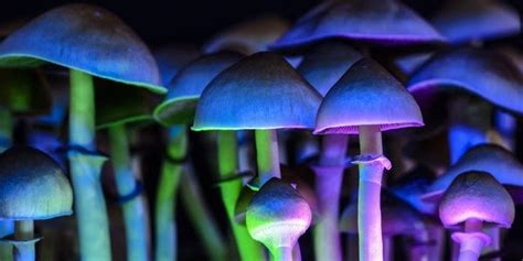 The Startups That Microdose Magic Mushrooms Sifted