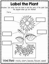 Plant Worksheet Parts Plants Labeling Worksheets Simple Grade Science Clipart Blank Flower Kindergarten Different Seed Diagram Activities Preschool Freebie Color sketch template