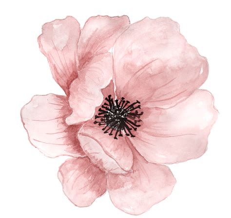 flower watercolor painting clip art pink hand painted flowers png