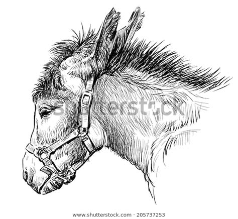 cute donkey biblical art animal logo maud horse art jerusalem
