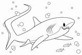 Shark Thresher Coloring Pages Printable Getcolorings Getdrawings Drawing Color sketch template