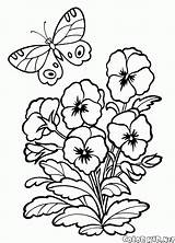 Pansy Coloring Pages Colorkid Flowers sketch template