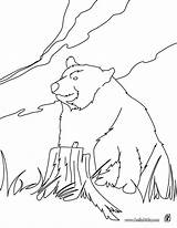 Bear Coloring Pages Paw Drawing Panda Printable Brown Print Kodiak Realistic Kids Patrol Line Color Draw Getdrawings Animals Paintingvalley Forest sketch template