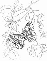 Coloring Pages Butterfly Purplekittyyarns sketch template