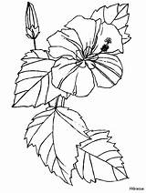 Hibiscus Coloring Flowers Pages Book sketch template