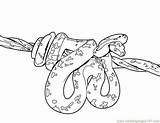 Snakes Coloring Color Pages Printable Sheet Popular sketch template