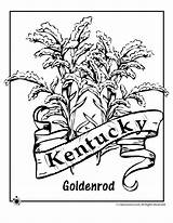 Kentucky Coloring Flower State Tree Pages Template sketch template
