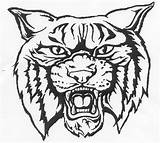 Wildcat Clipart Wildcats Colouring Clipground Webstockreview sketch template