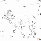 Coloring Pages Sheep Bighorn Dall Printable sketch template