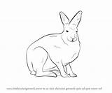 Hare Arctic Coloring Artic Pages Template Getdrawings sketch template