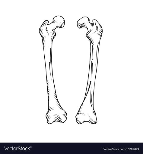 hand drawn realistic human bones royalty  vector image