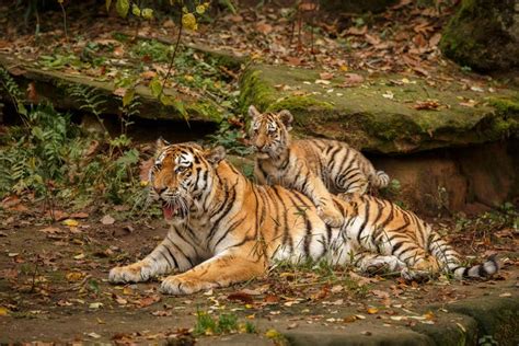 tiger family   beautiful light   nature habitat  ranthambhore
