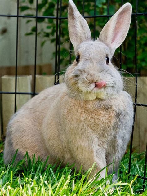 tastefullyoffensive bunnies sticking their porn photo pics