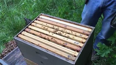 Splitting A Honey Bee Hive Too Early With Winter Bees Part