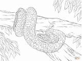 Coloring Pages Anaconda Yellow Python Snake Realistic Drawing Color Printable Burmese Sketch Para Colorir Sucuri Desenho Clipart Cobra Colouring Rainforest sketch template