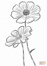 Cosmos Coloring Pages Bipinnatus Drawing Flowers Flower Printable sketch template