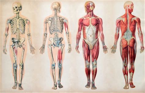 anatomi tubuh manusia  mengetahui struktur tubuh kumparancom