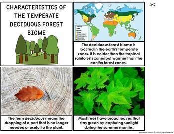 deciduous forest biome characteristics animal  plant adaptations