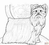 Yorkie Yorkshire Terrier Coloring Pages Dog Drawing Visit Printable Getdrawings sketch template