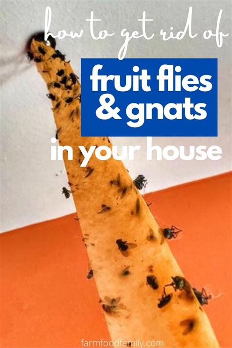 organic ways   rid  gnats  fruit flies