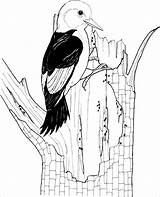 Woodpecker Downy Picchio Coloringbay Picchiarello Woodpeckers sketch template