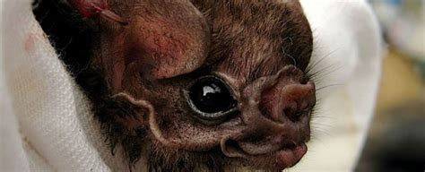 these brazilian vampire bats have started feeding on