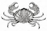 Cancer Sign Crab Zodiac Vector Pencil Illustration Zentangle Horoscope Stylized Freehand Drawn Pattern Hand Stock Styli Print Depositphotos Drawing Coloring sketch template