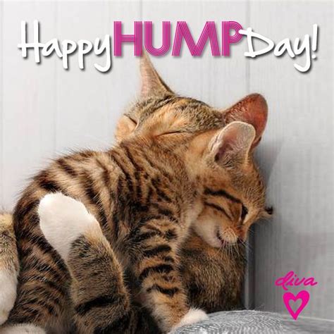 happy hump day funny quotes quotesgram