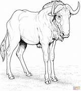 Wildebeest Gnu Gnoe Dieren Supercoloring Natuur ñu Getdrawings Clipground Heb Gevonden Jij sketch template