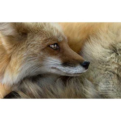 fox color jennifer maharry photography